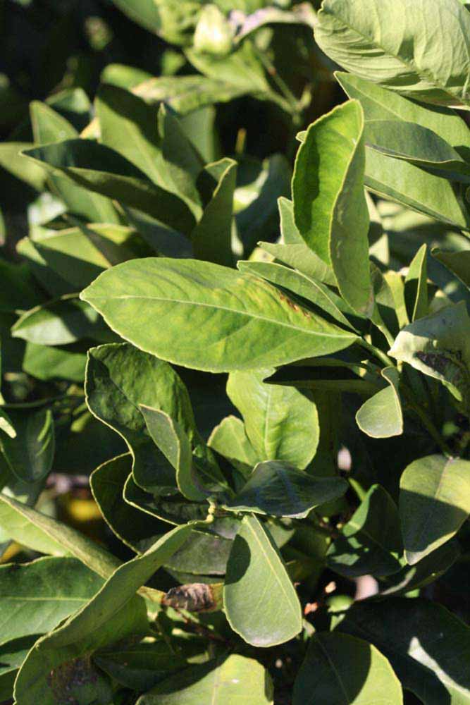            Sun leaves (Riverside, CA)   